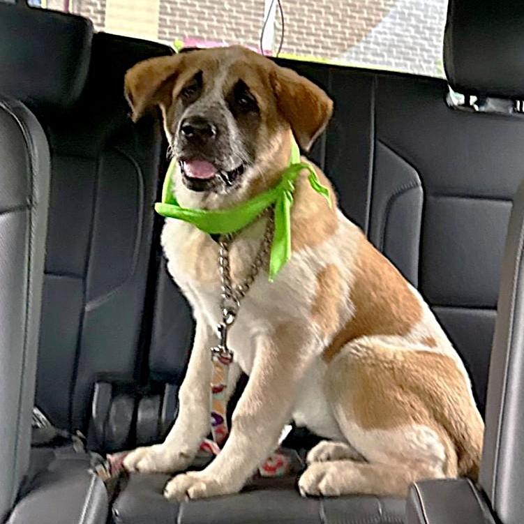 Enlarge Mirabelle, an adopted mixed breed in Rensselaer, NY image 3/6