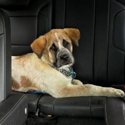 Enlarge Mirabelle, an adopted mixed breed in Rensselaer, NY image 4/6