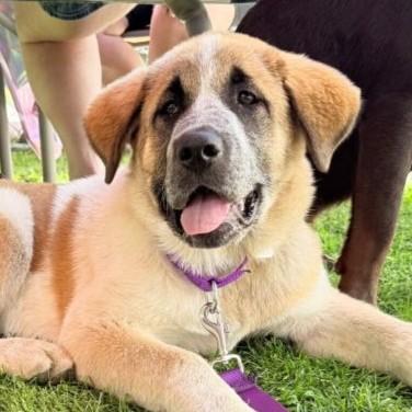 Enlarge Mirabelle, an adopted mixed breed in Rensselaer, NY image 1/6