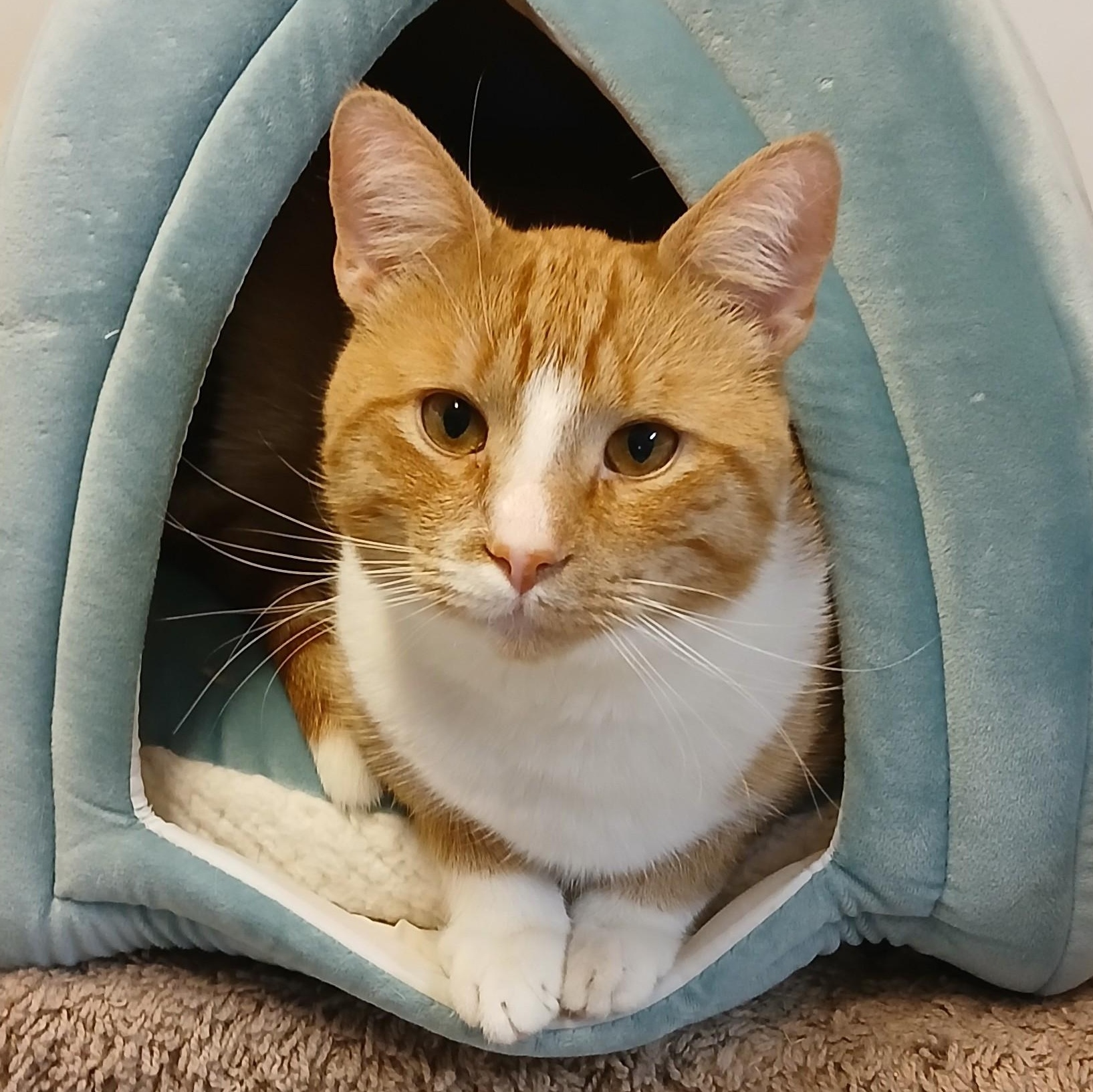 Enlarge Watson, an adopted mixed breed in Germansville, PA image 2/2