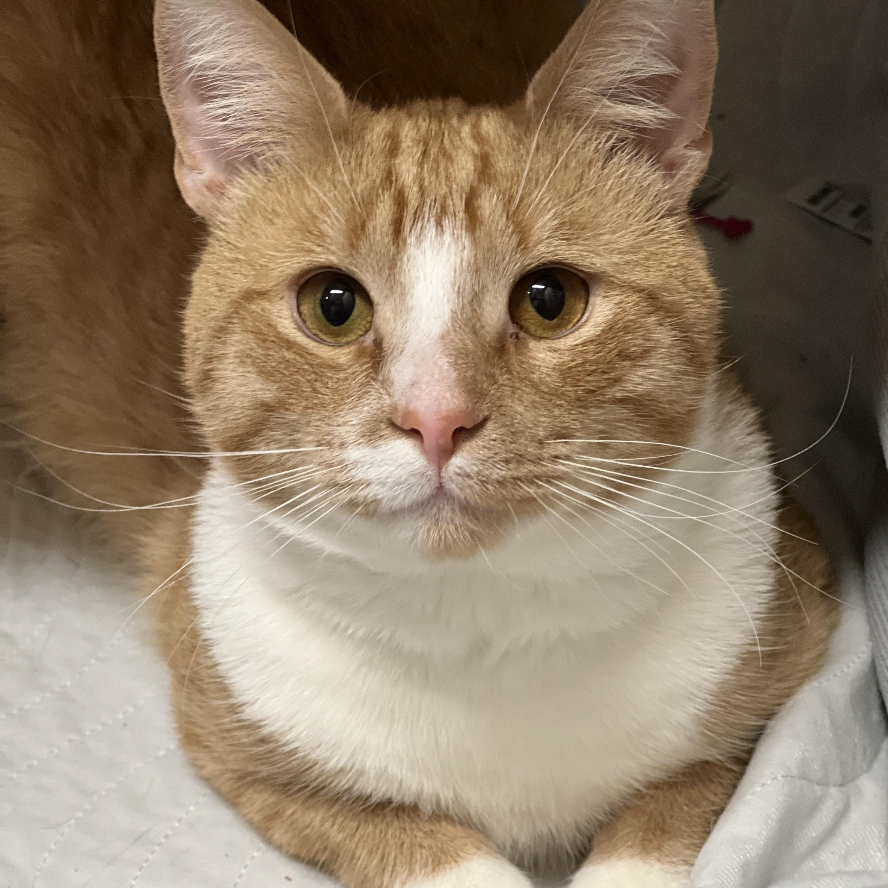 Watson, adopted, Adult Male Domestic Short Hair & Tabby.