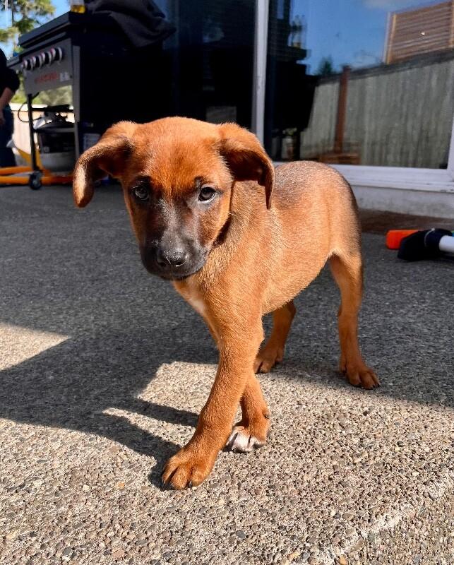 Cooper, Adoptable, Young Male Mixed Breed.