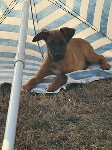 Cooper, Adoptable, Young Male Mixed Breed.
