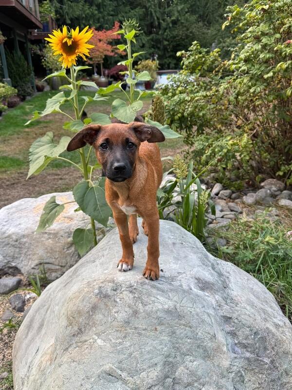Enlarge Cooper, a Adoptable mixed breed in Seattle, WA image 2/6