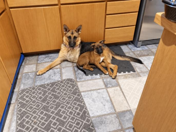 Enlarge Cooper, a Adoptable mixed breed in Seattle, WA image 3/6