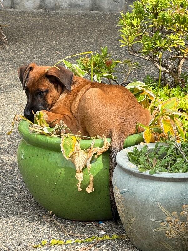 Enlarge Cooper, a Adoptable mixed breed in Seattle, WA image 4/6
