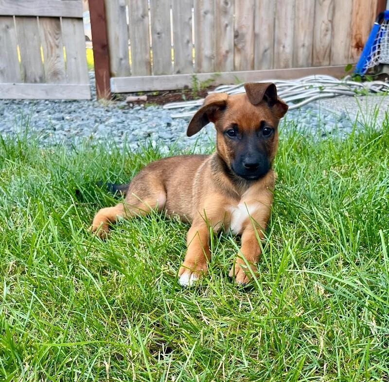 Cooper, a Adoptable mixed breed in Seattle, WA image 4/6