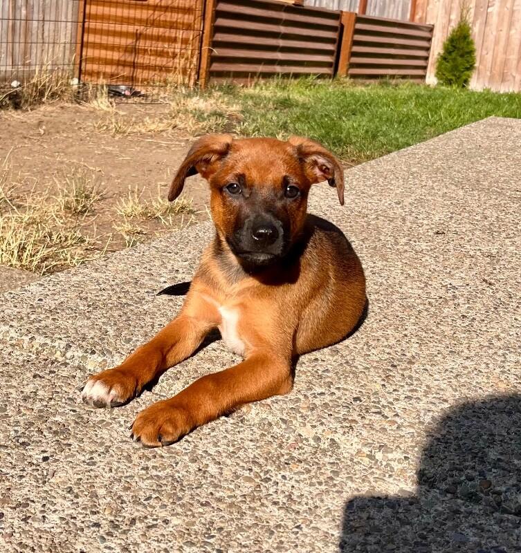 Cooper, a Adoptable mixed breed in Seattle, WA image 5/6
