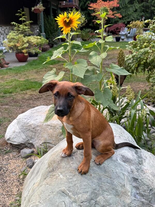 Enlarge Cooper, a Adoptable mixed breed in Seattle, WA image 5/6