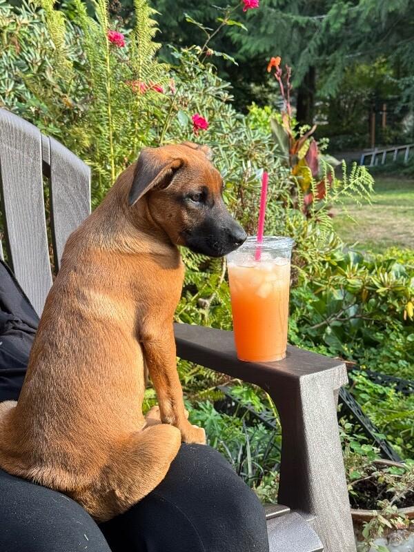 Enlarge Cooper, a Adoptable mixed breed in Seattle, WA image 6/6