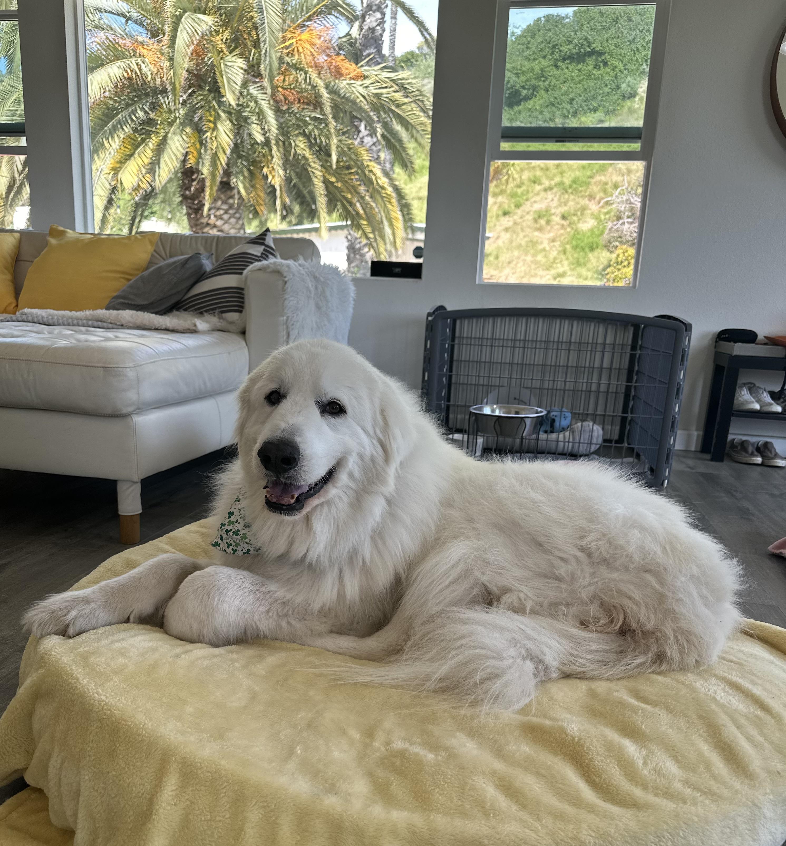 Wolfie, ADOPTABLE, Adult Male Great Pyrenees.