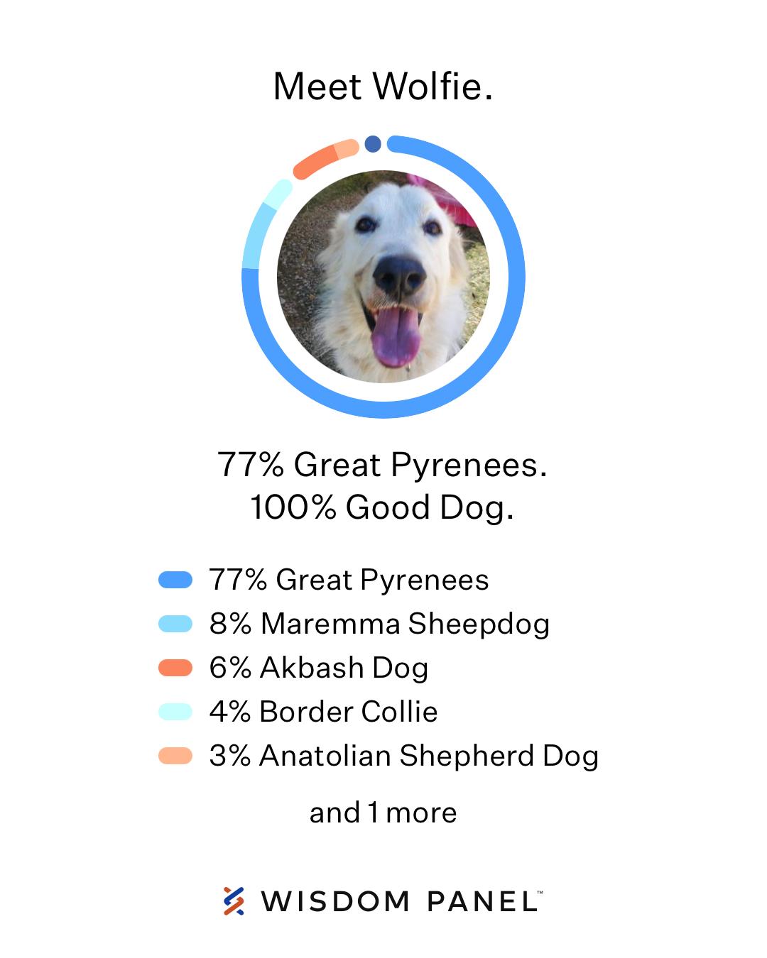 Wolfie, a ADOPTABLE Great Pyrenees in Camarillo, CA image 5/6