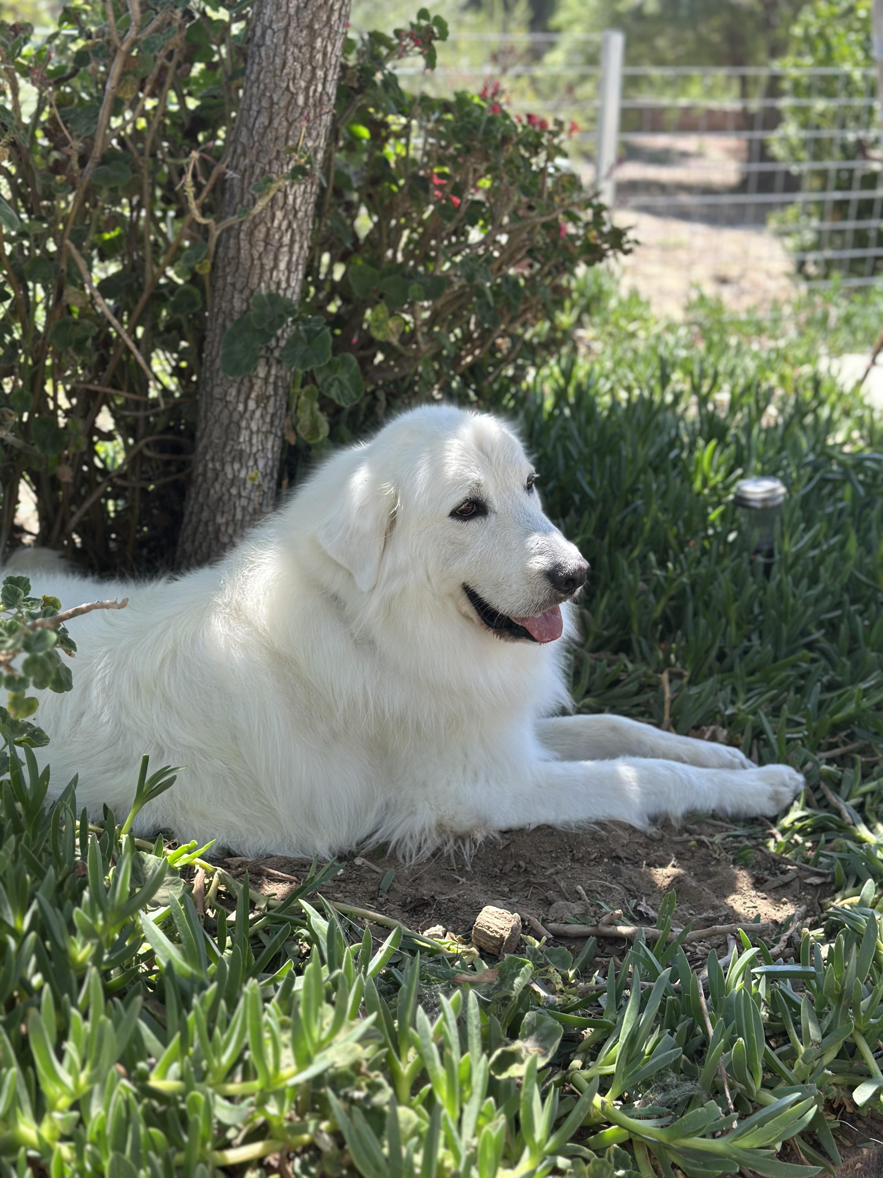 Wolfie, a ADOPTABLE Great Pyrenees in Camarillo, CA image 3/6