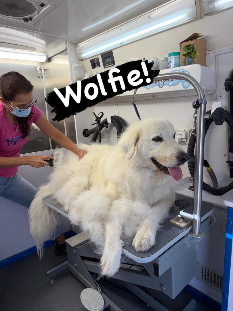 Wolfie, a ADOPTABLE Great Pyrenees in Camarillo, CA image 4/6