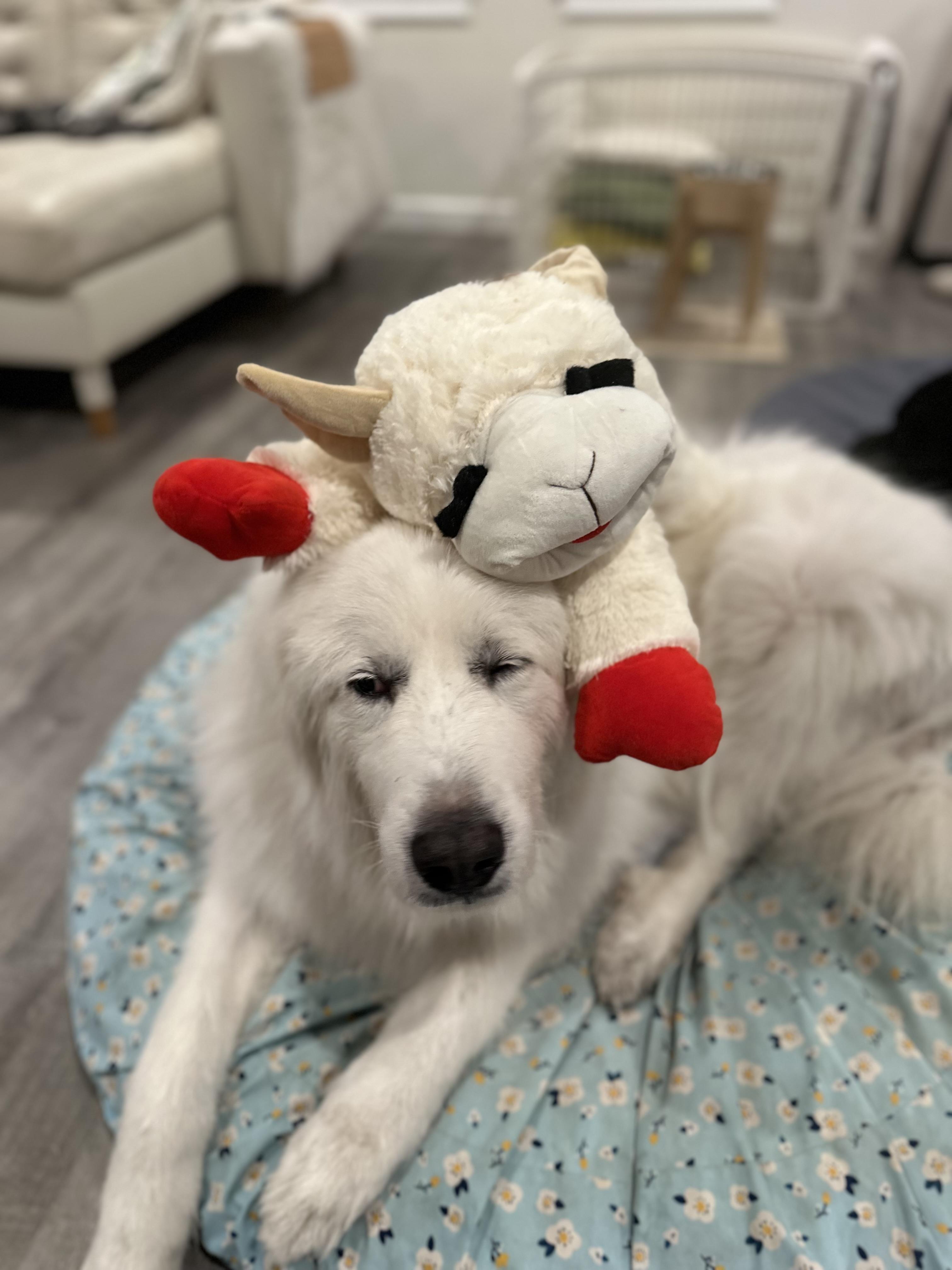 Wolfie, a ADOPTABLE Great Pyrenees in Camarillo, CA image 6/6