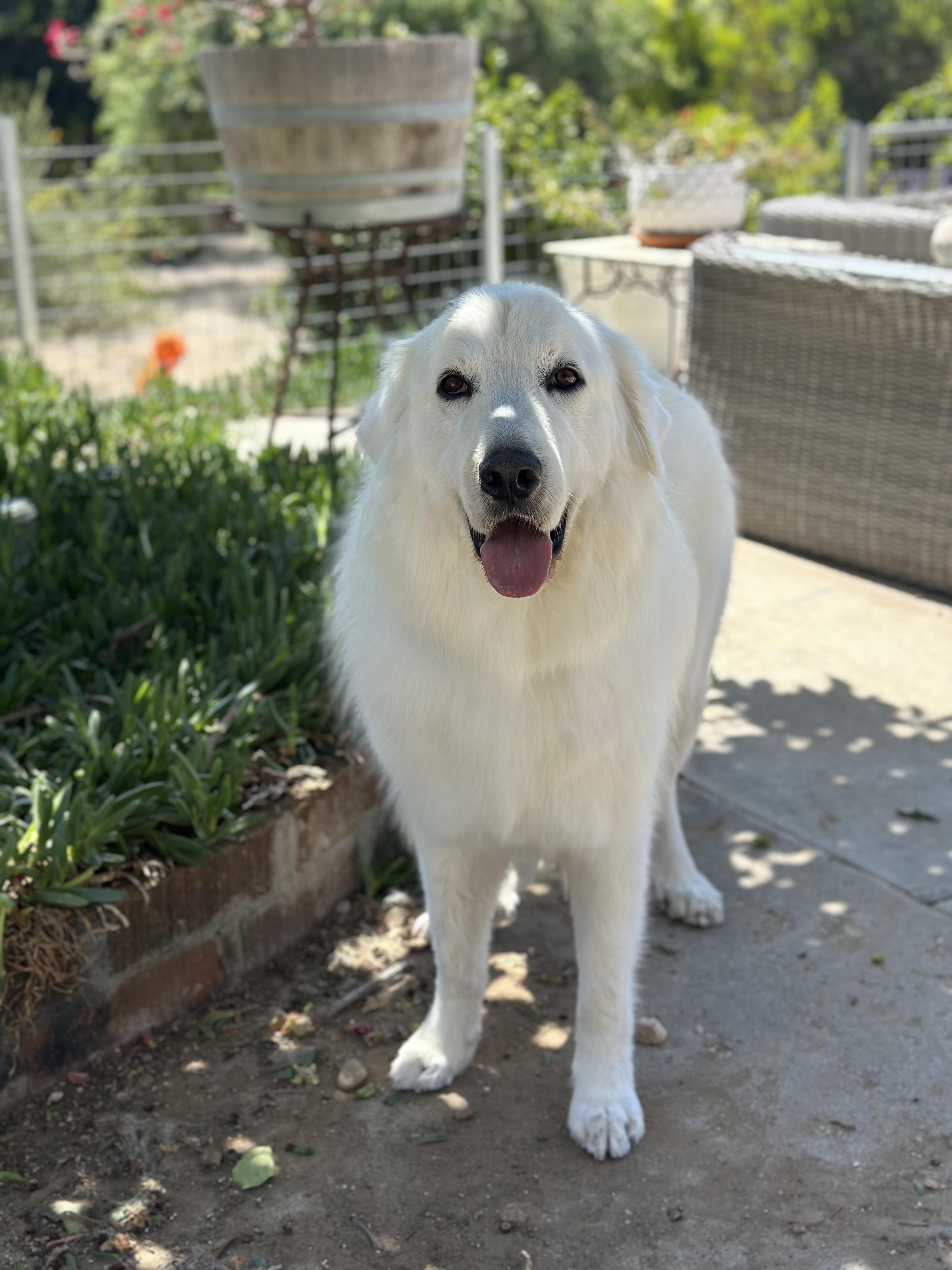 Wolfie, a ADOPTABLE Great Pyrenees in Camarillo, CA image 2/6