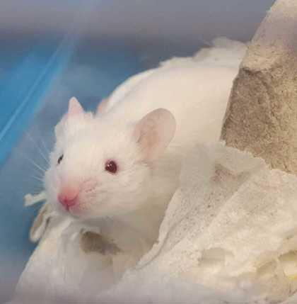 Alvin, Adoptable, Adult Male Mouse & Mouse.