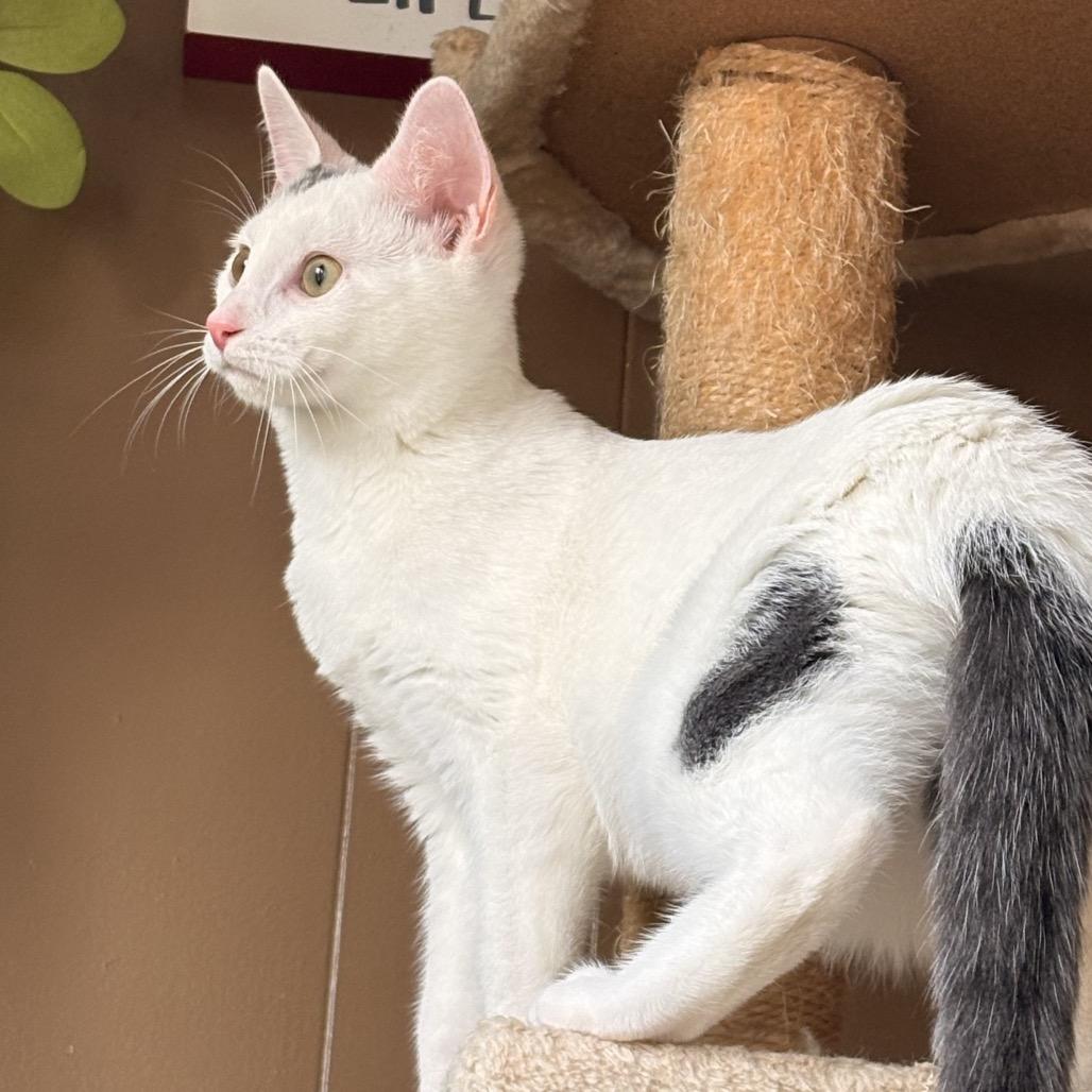 Neptune, Adoptable, Kitten Male Bengal.