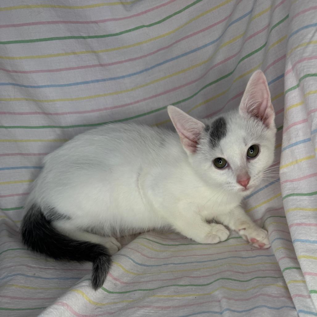 Enlarge Neptune, a Adoptable Bengal in Mount Vernon, IL image 2/6
