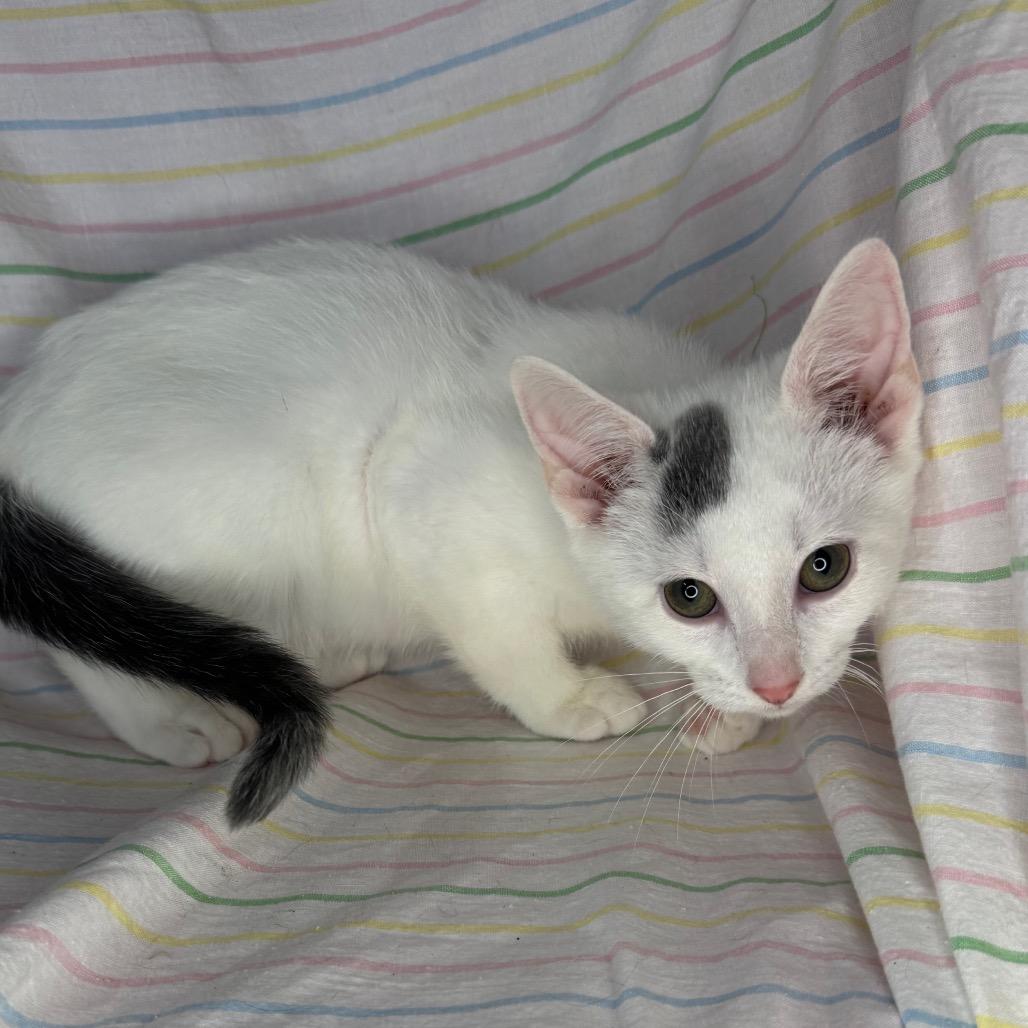 Enlarge Neptune, a Adoptable Bengal in Mount Vernon, IL image 3/6
