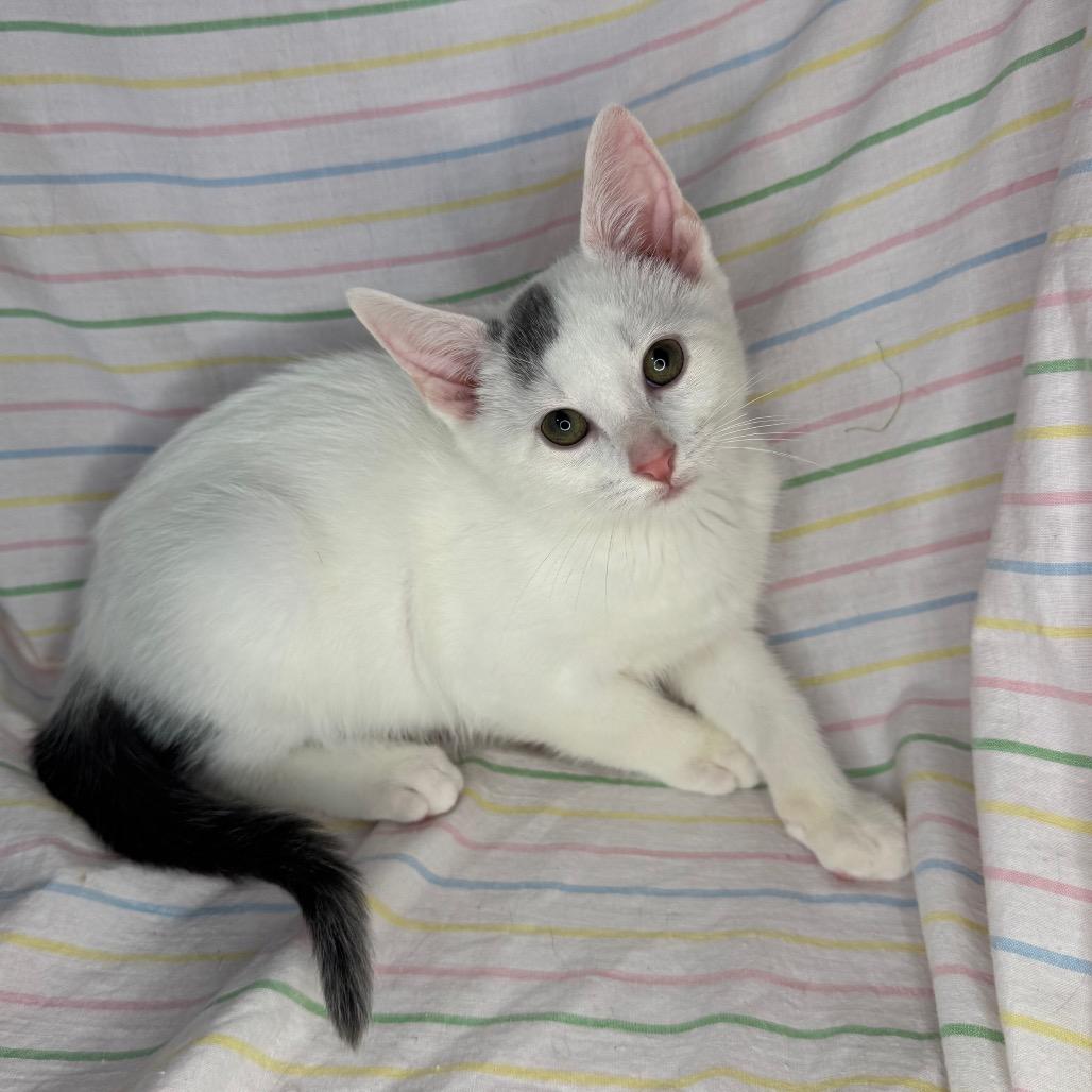 Enlarge Neptune, a Adoptable Bengal in Mount Vernon, IL image 4/6