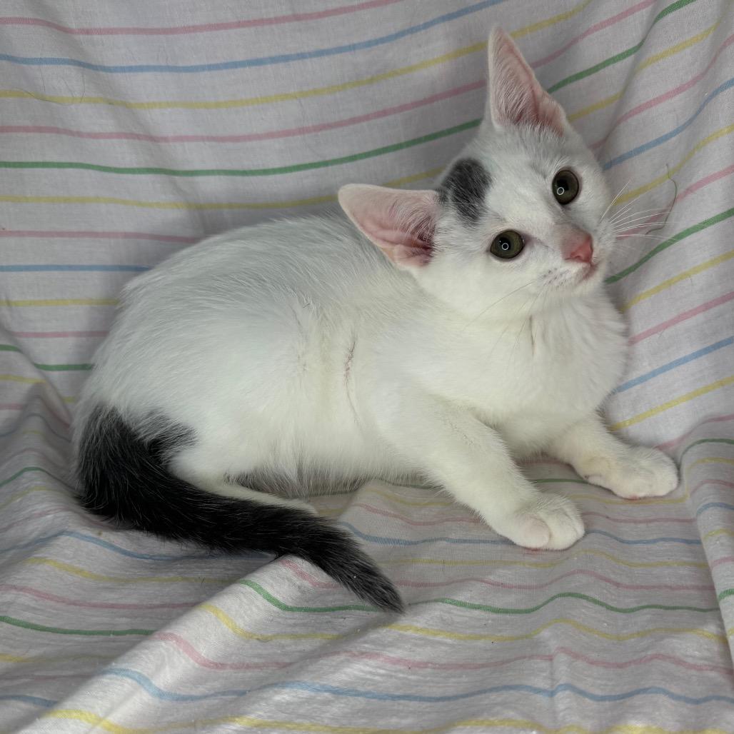 Enlarge Neptune, a Adoptable Bengal in Mount Vernon, IL image 5/6