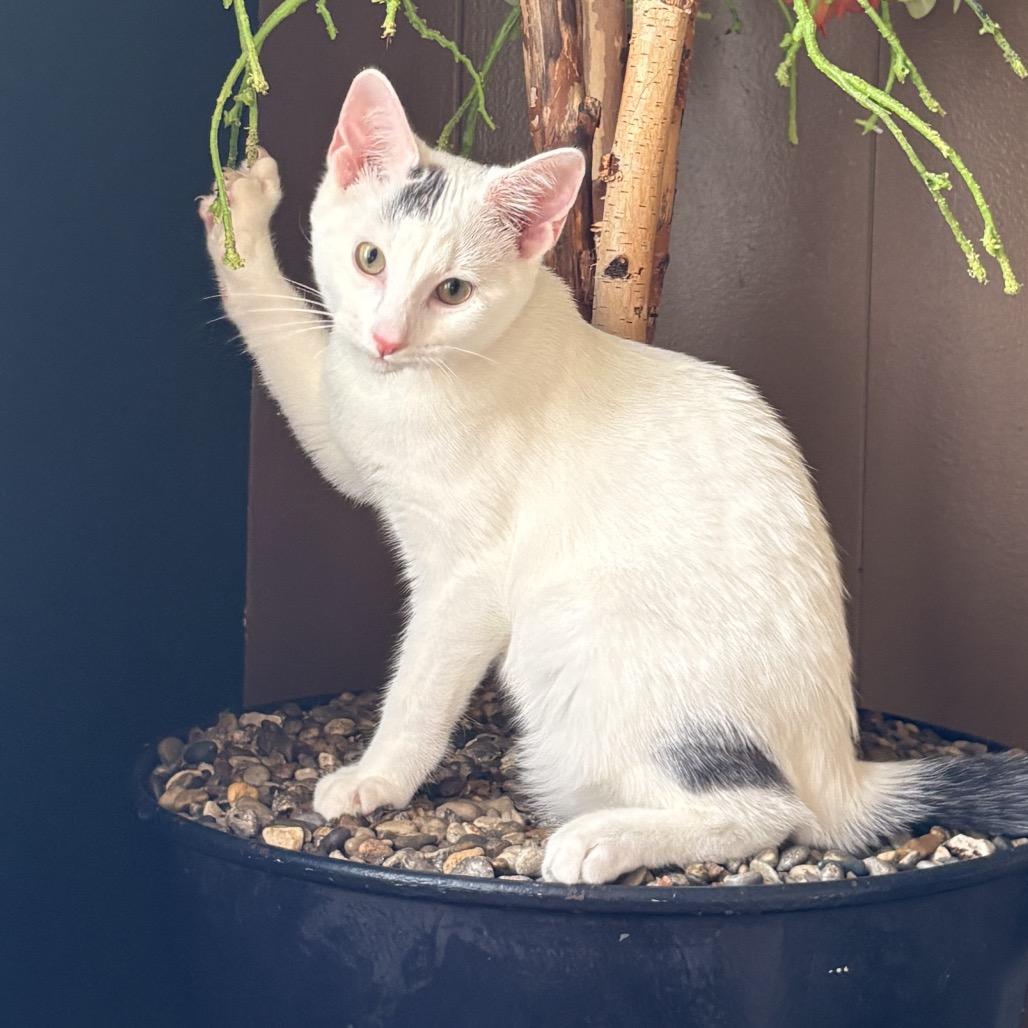 Enlarge Neptune, a Adoptable Bengal in Mount Vernon, IL image 6/6