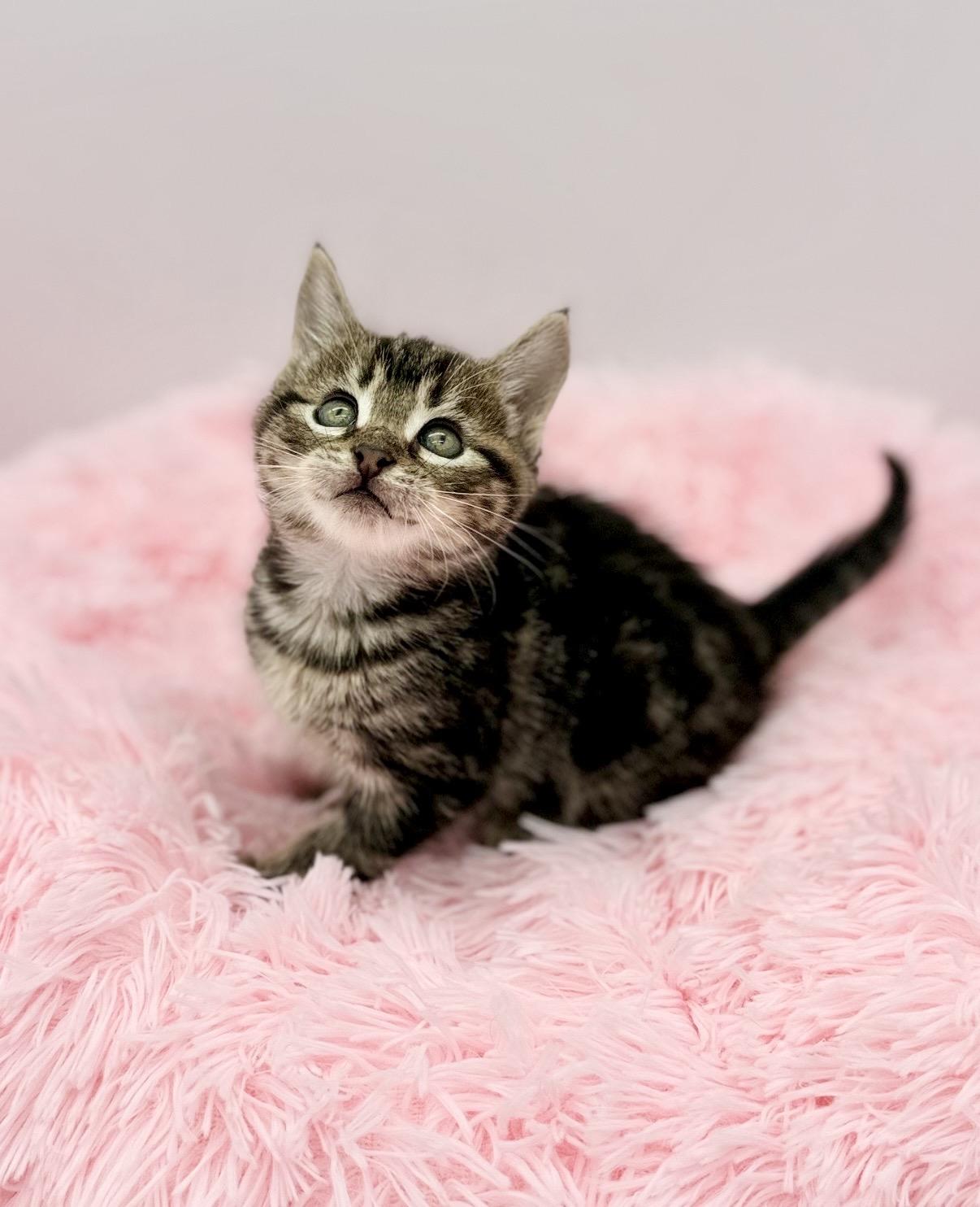 Vandalism, a Adoptable Domestic Medium Hair in Covington, LA image 5/6