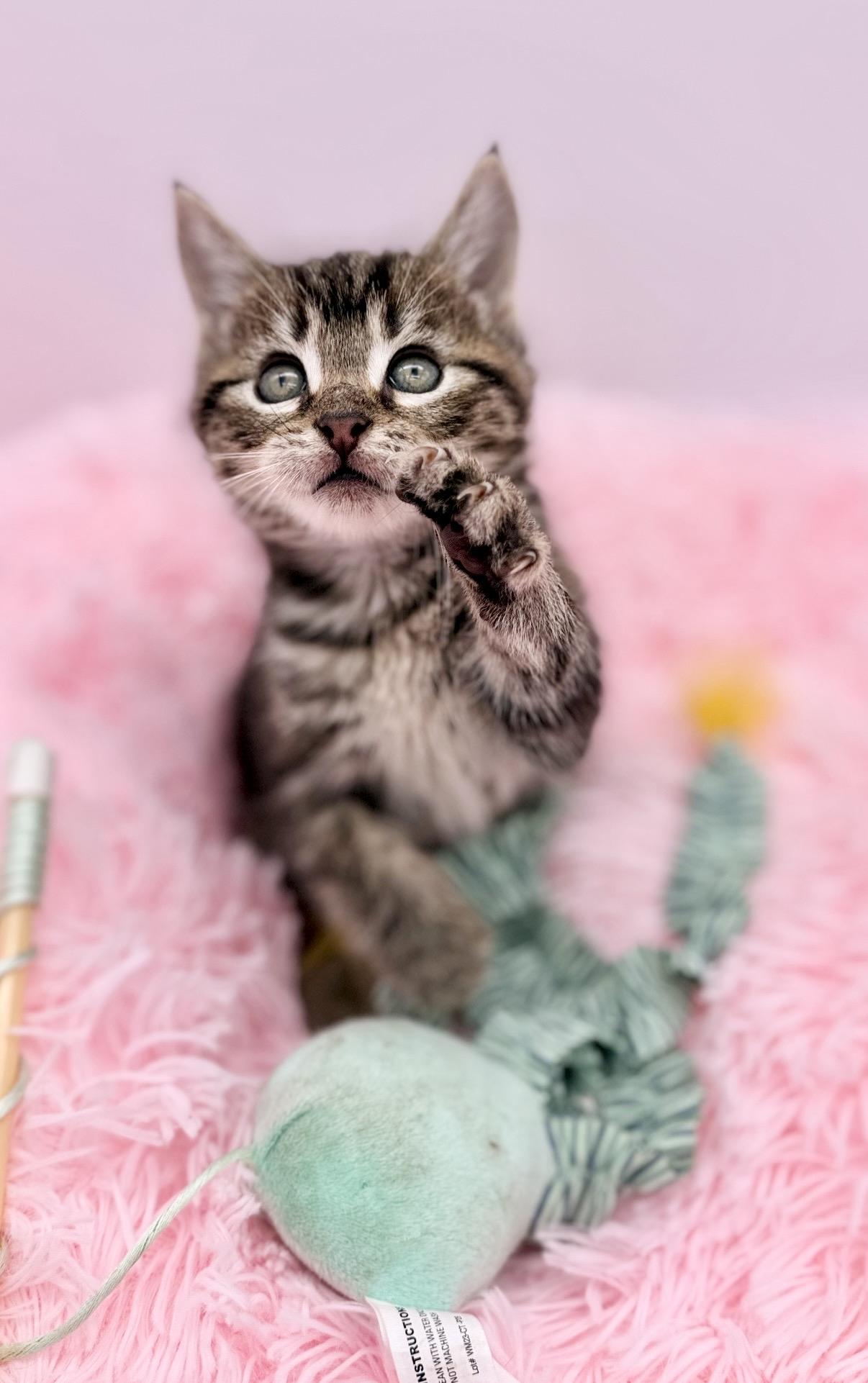 Vandalism, a Adoptable Domestic Medium Hair in Covington, LA image 2/6