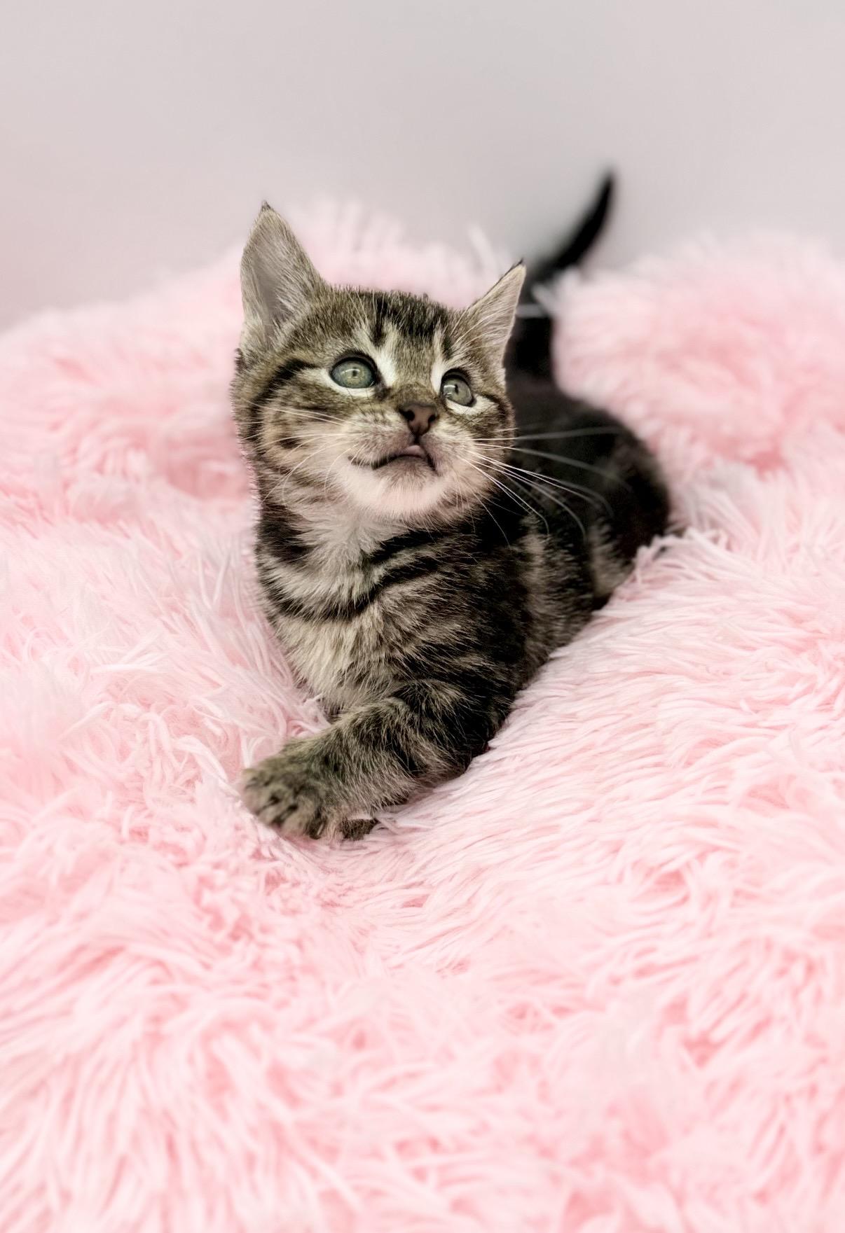 Vandalism, a Adoptable Domestic Medium Hair in Covington, LA image 1/6