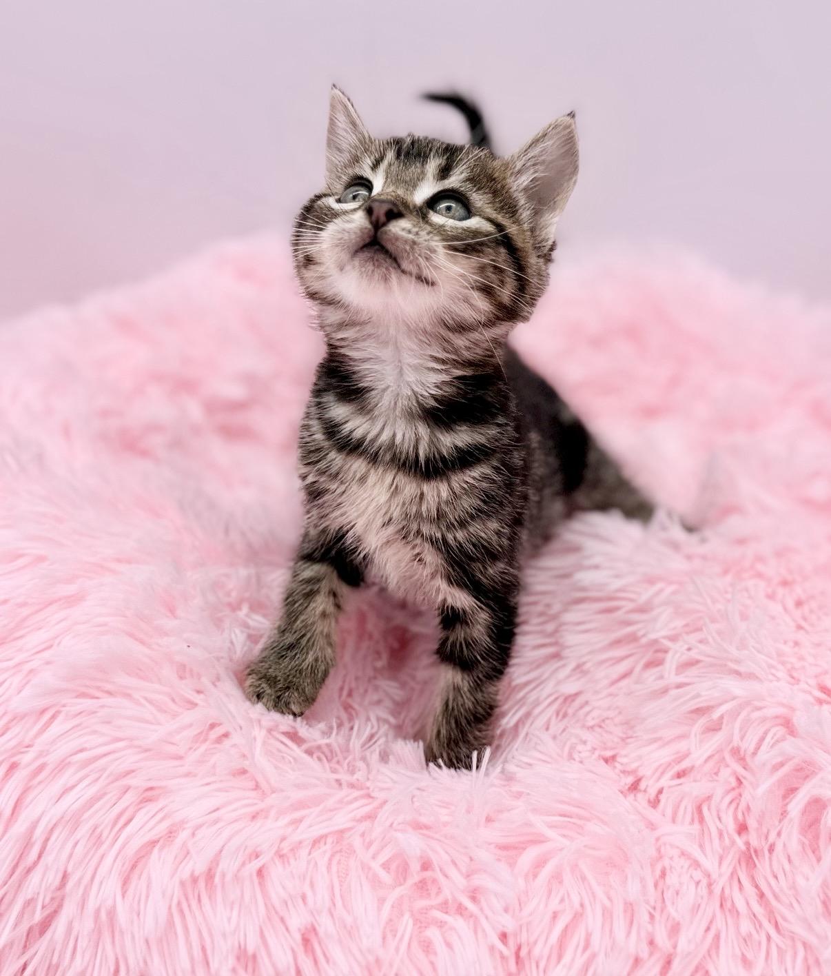 Vandalism, a Adoptable Domestic Medium Hair in Covington, LA image 4/6