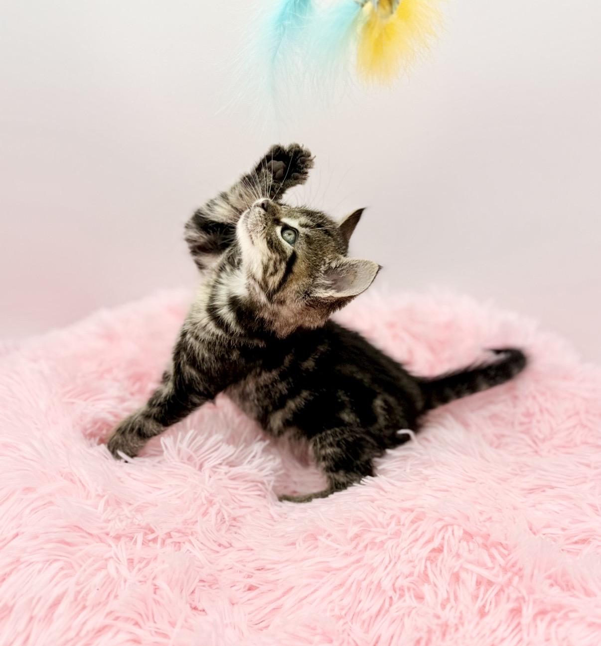 Vandalism, a Adoptable Domestic Medium Hair in Covington, LA image 6/6