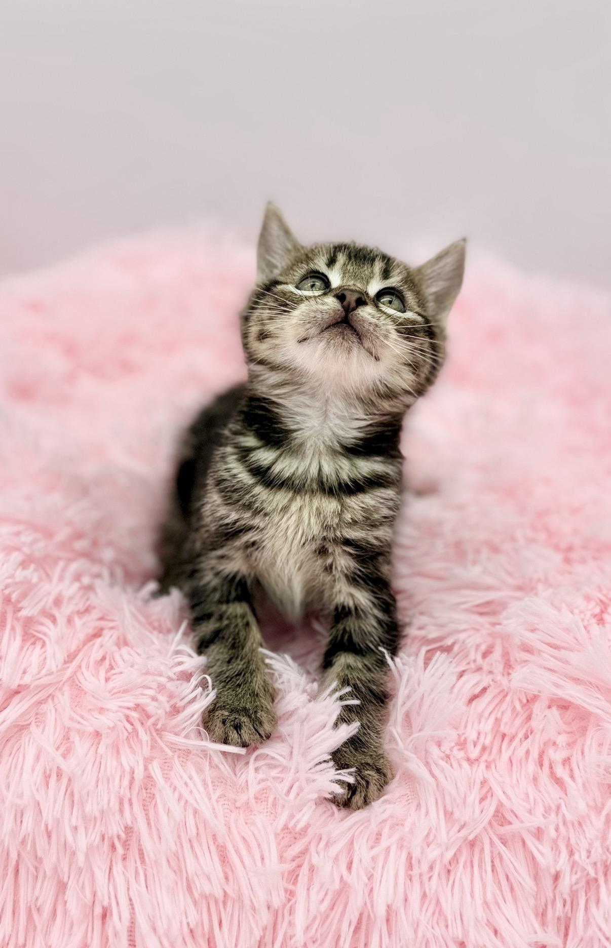 Vandalism, a Adoptable Domestic Medium Hair in Covington, LA image 3/6