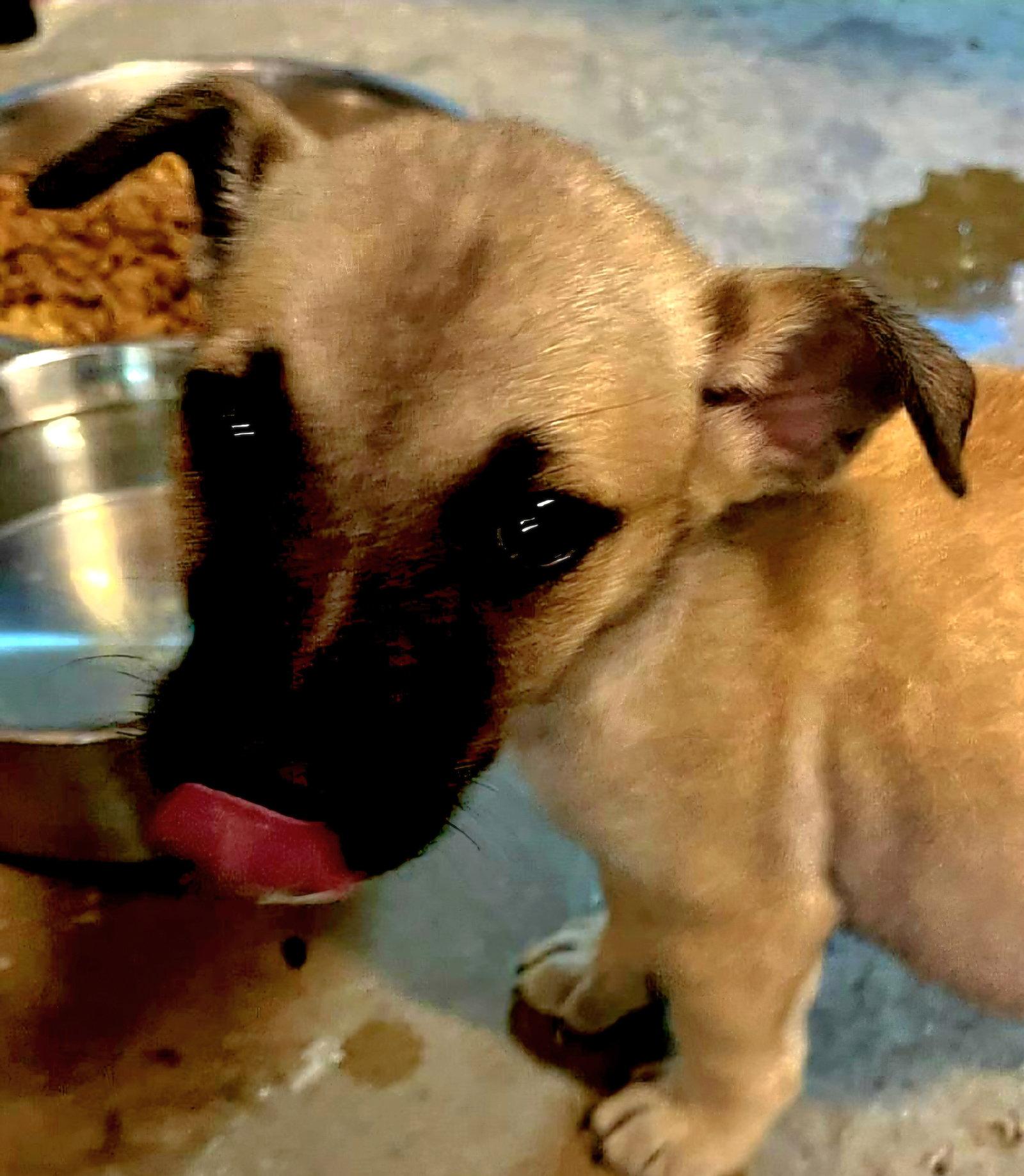 Bass, Adoptable, Puppy Male Hound.