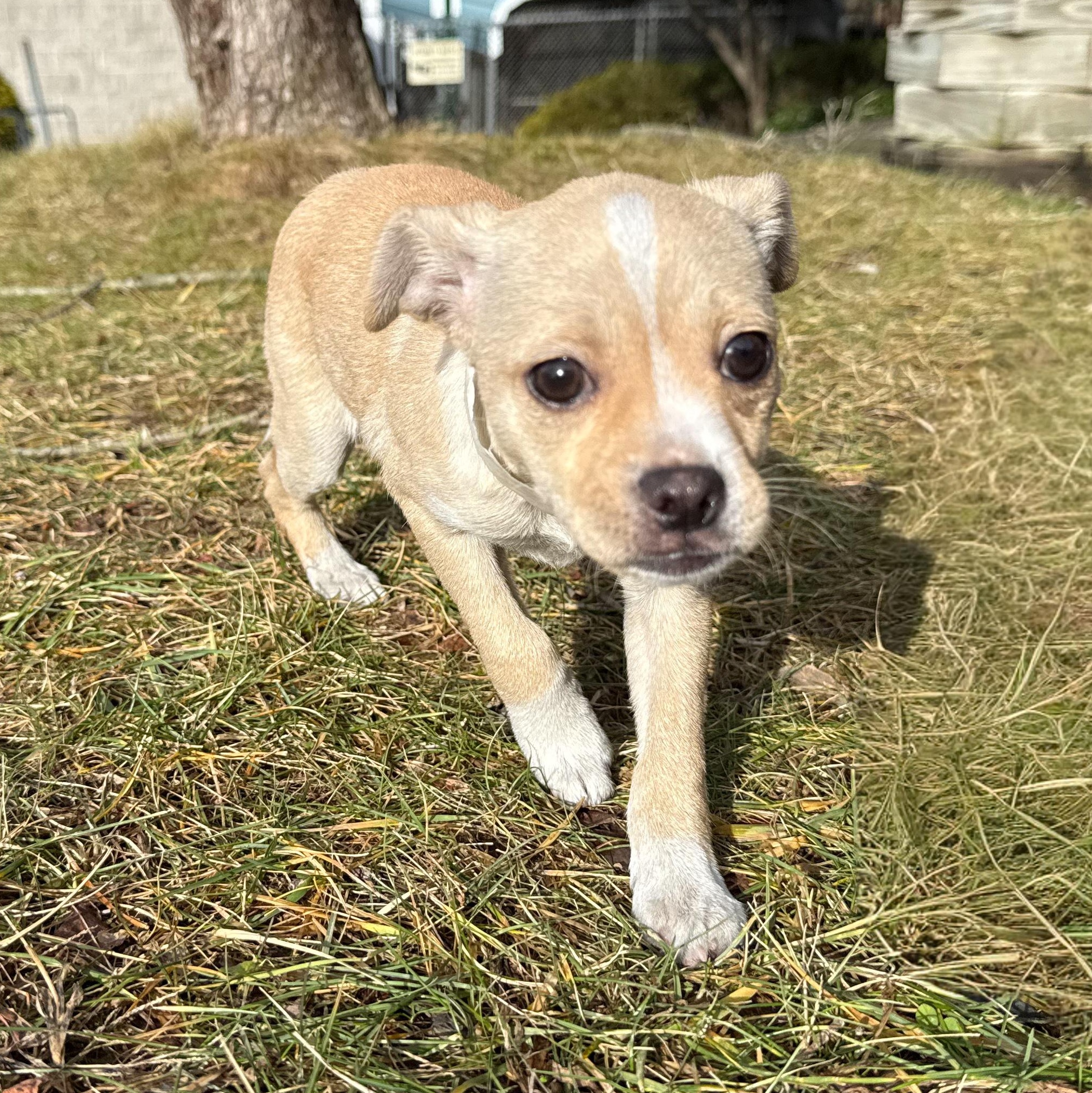 Enlarge Piano, an adopted mixed breed in Latrobe, PA image 3/5