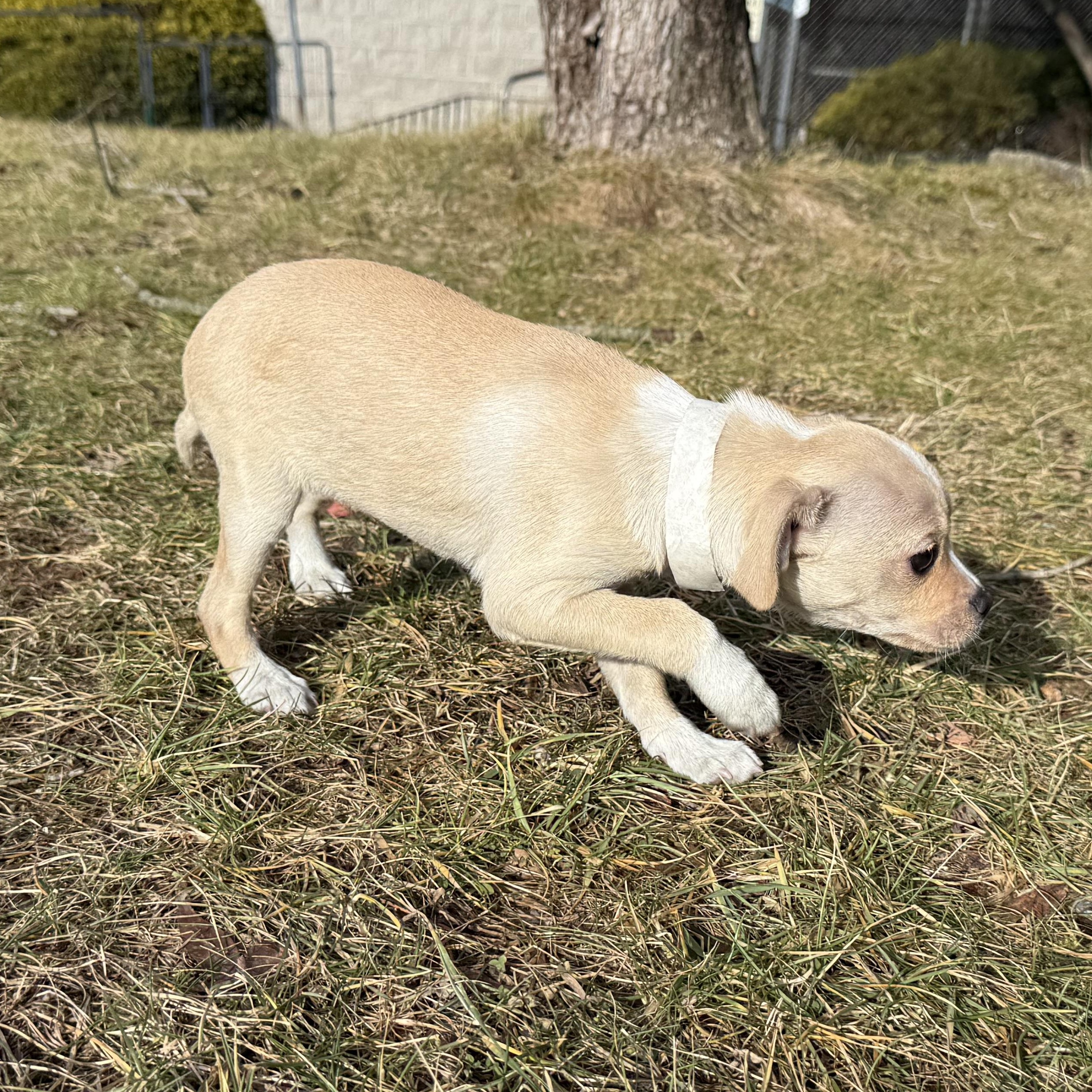Enlarge Piano, an adopted mixed breed in Latrobe, PA image 2/5