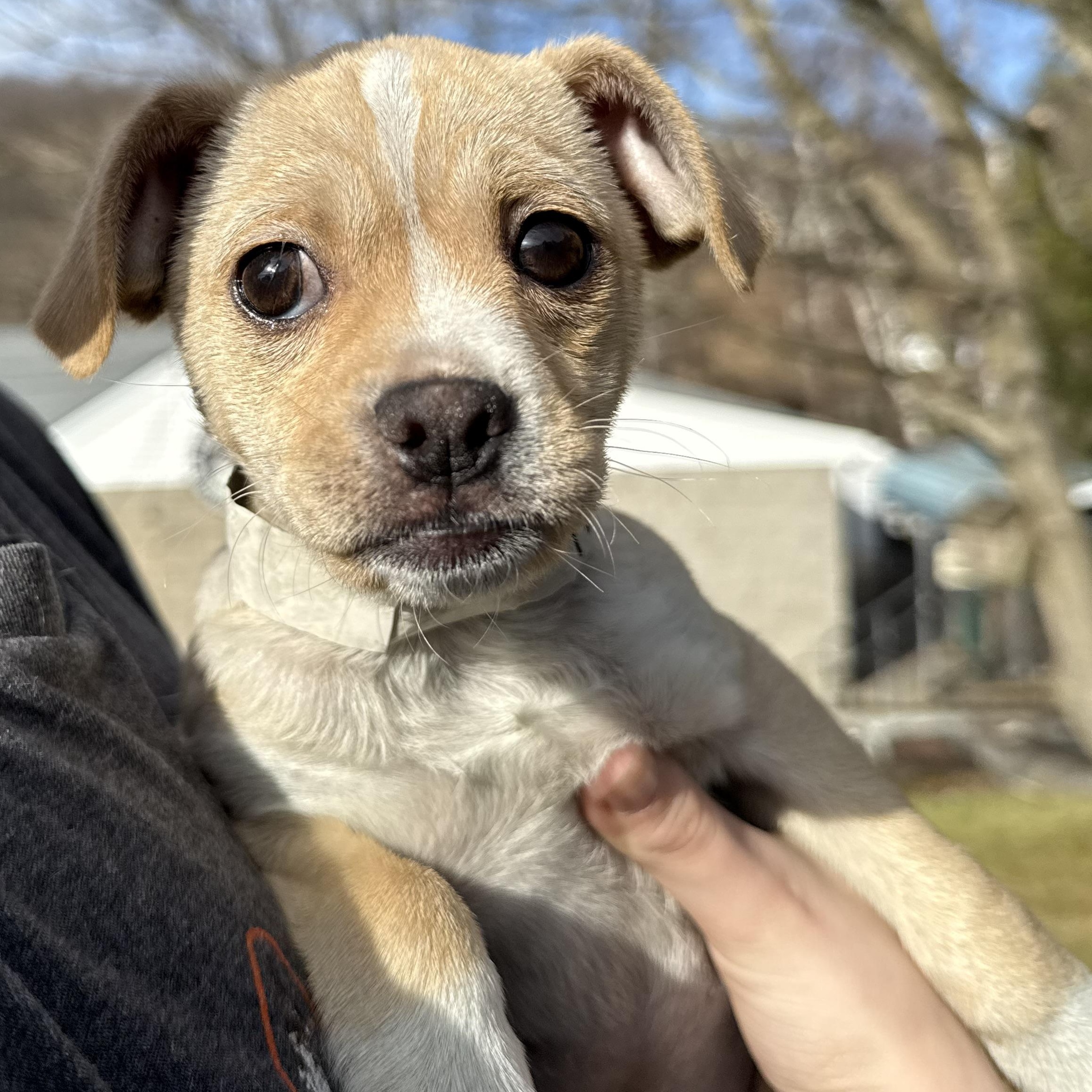 Piano, adopted, Puppy Female Boston Terrier & Chihuahua.