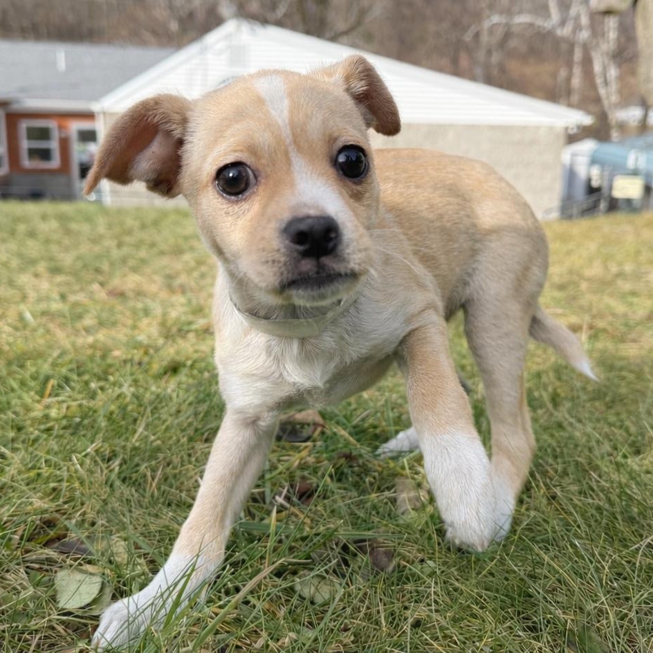 Enlarge Piano, an adopted mixed breed in Latrobe, PA image 5/5