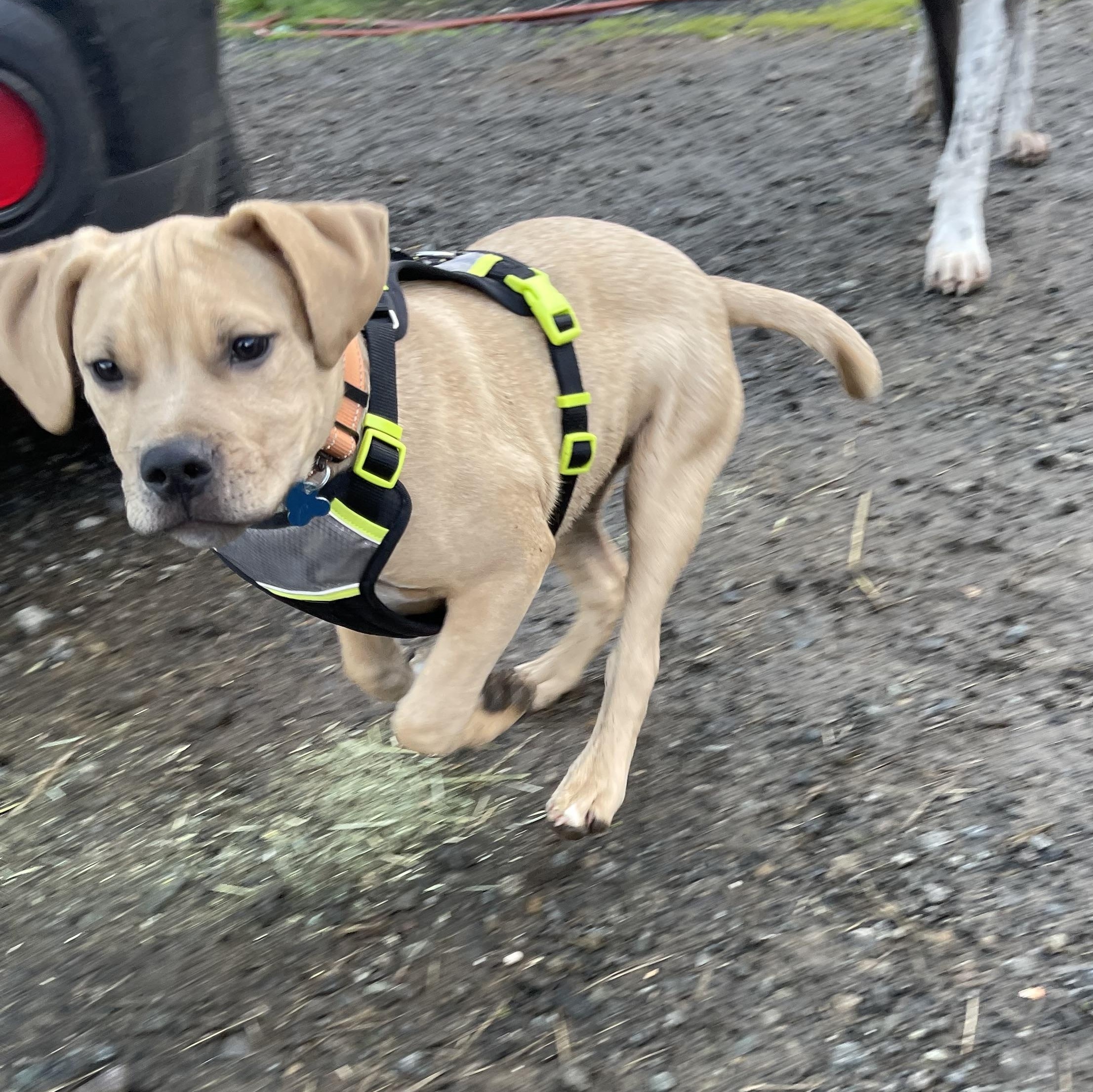 Cassian , an adopted mixed breed in Oakville, WA image 5/6