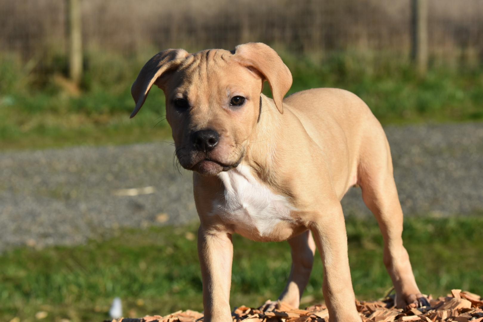 Enlarge Cassian , an adoptable mixed breed in Oakville, WA image 4/6
