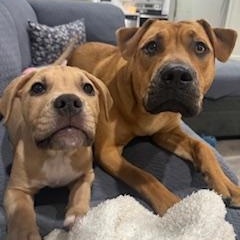 Enlarge Cassian , an adoptable mixed breed in Oakville, WA image 6/6