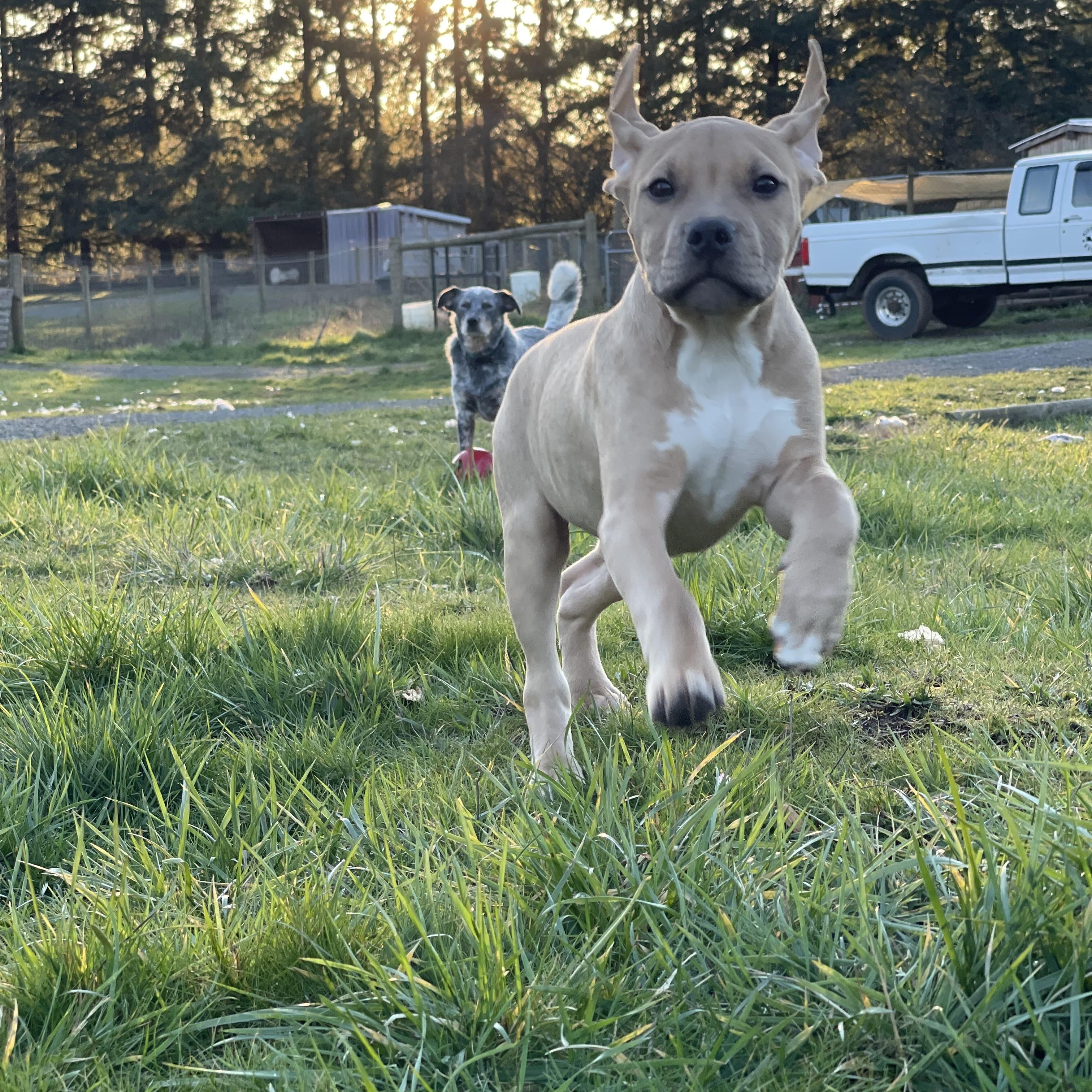Enlarge Cassian , an adoptable mixed breed in Oakville, WA image 5/6