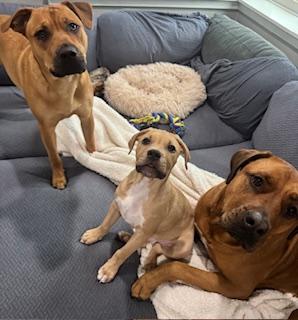 Enlarge Cassian , an adoptable mixed breed in Oakville, WA image 1/6