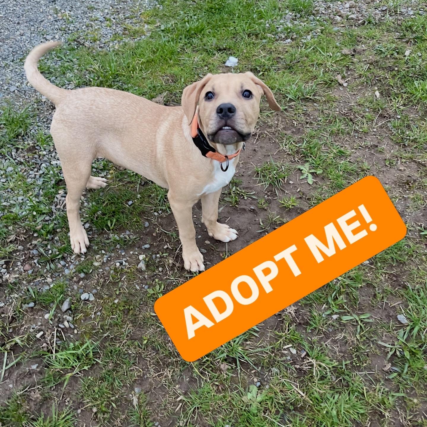 Cassian , an adopted mixed breed in Oakville, WA image 2/6
