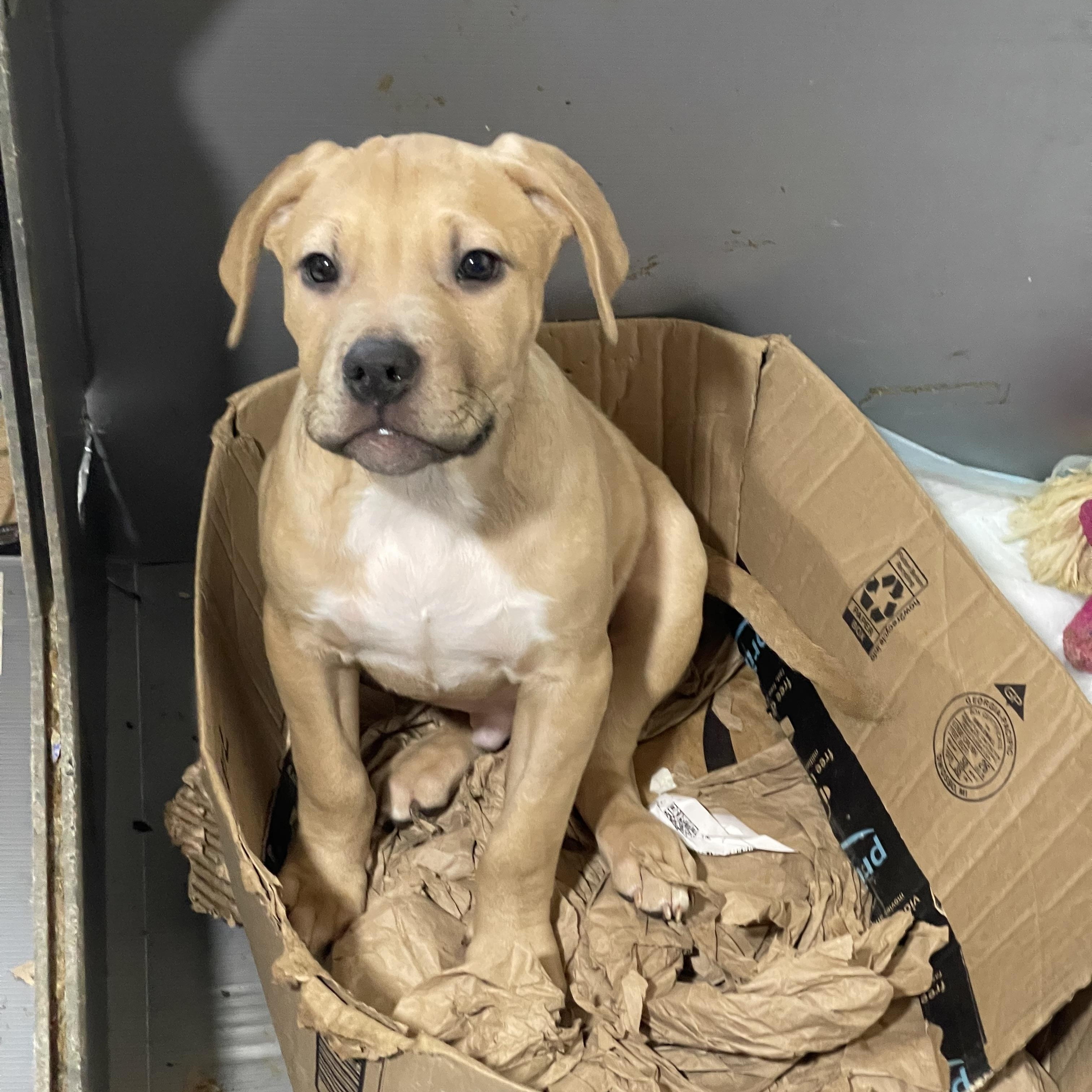 Cassian — thumbnail 5