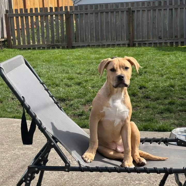 Cassian , an adopted mixed breed in Oakville, WA image 1/6