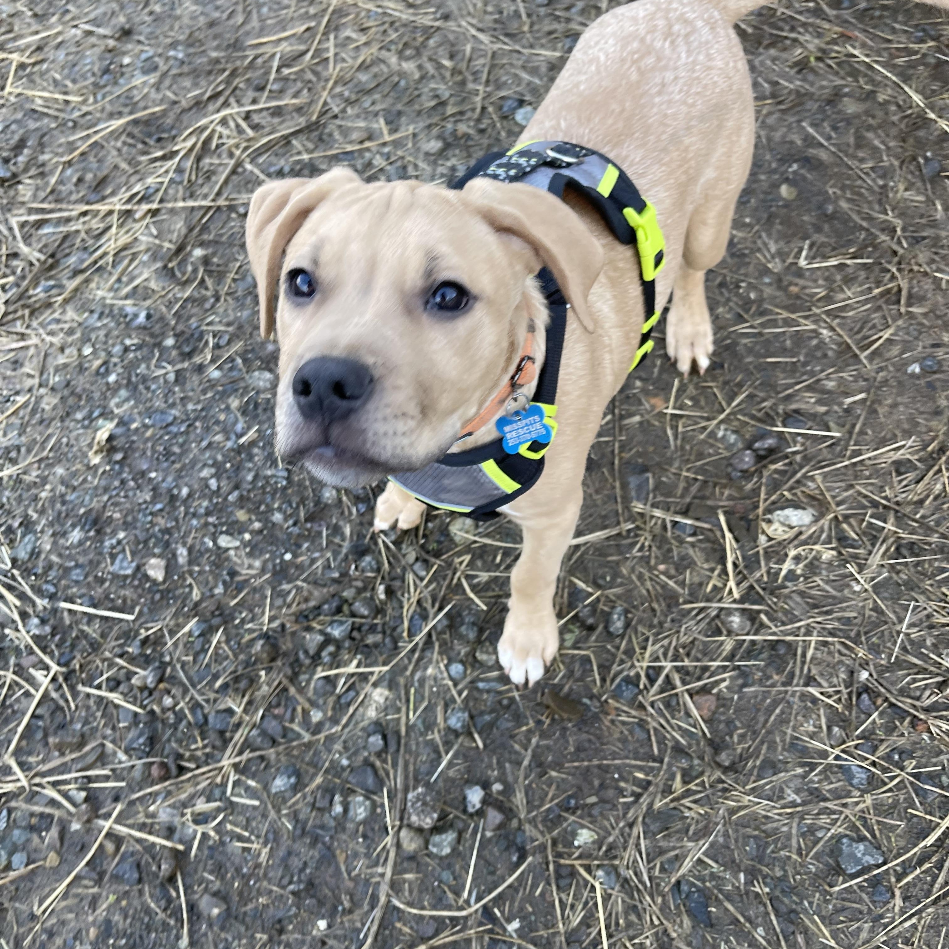 Cassian , an adopted mixed breed in Oakville, WA image 6/6