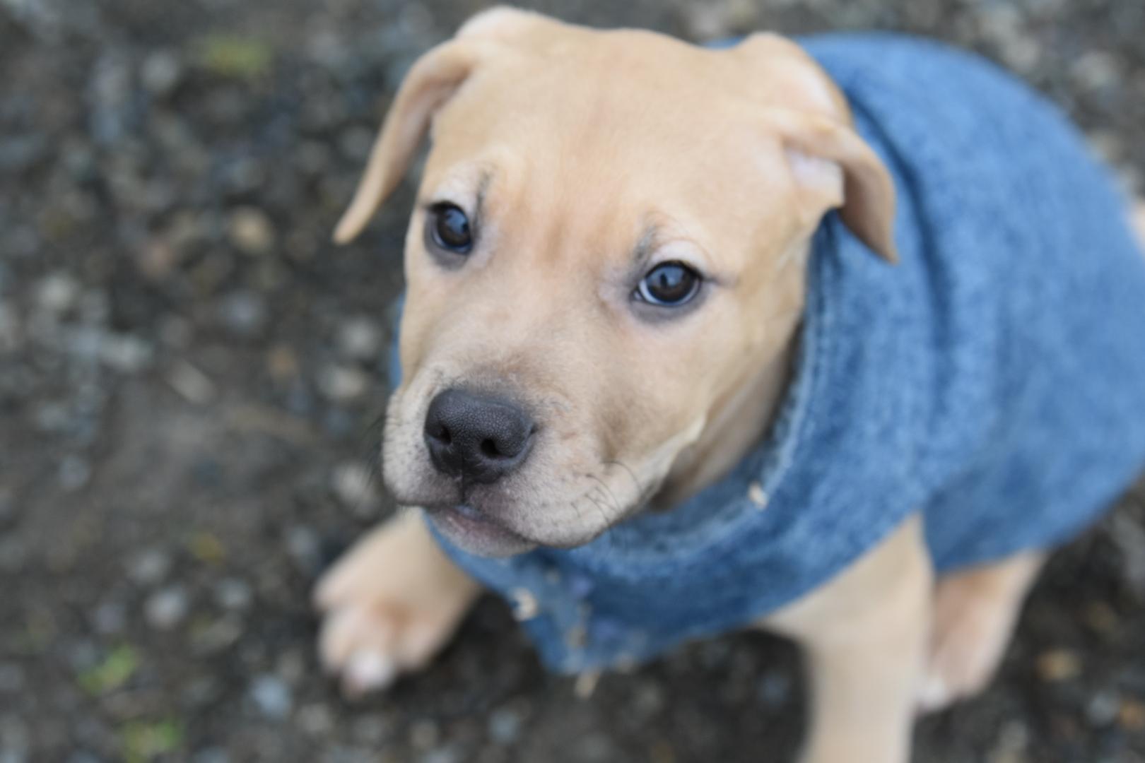 Enlarge Cassian , an adoptable mixed breed in Oakville, WA image 2/6