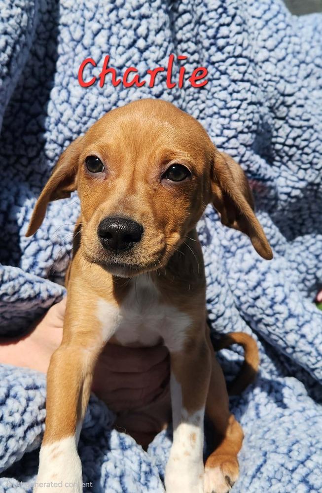 Enlarge Charlie Brown, a Adopted mixed breed in Waterloo, IL image 2/3