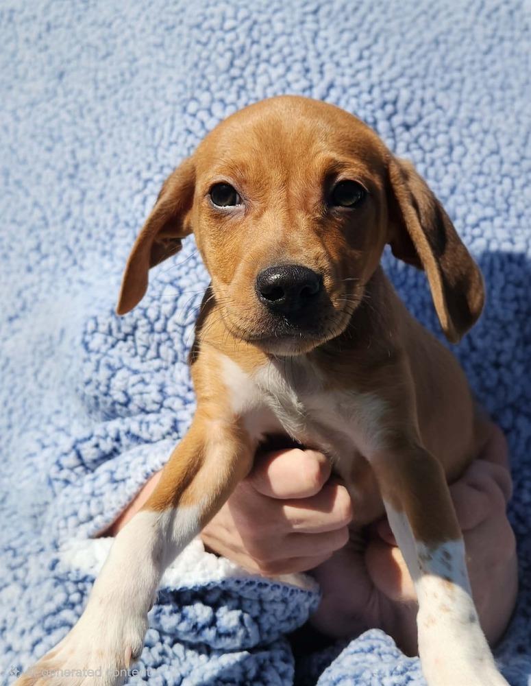 Enlarge Charlie Brown, a Adopted mixed breed in Waterloo, IL image 3/3